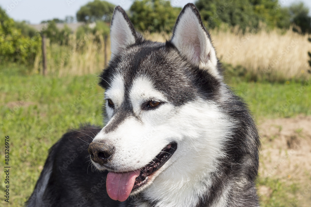 Piękny Husky