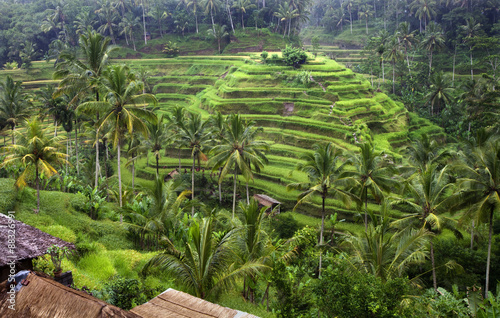 The rice terraces near Ubud, UNESCO World Heritage Site, Bali, Indonesia, Southeast Asia, Asia #88326991