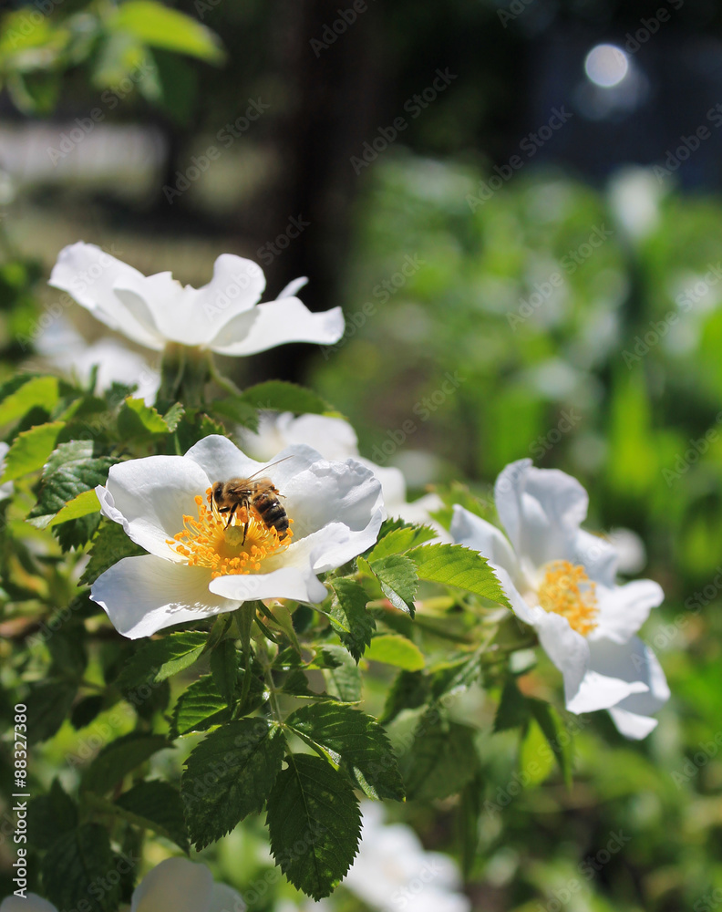 Fototapeta premium bee on a wild rose
