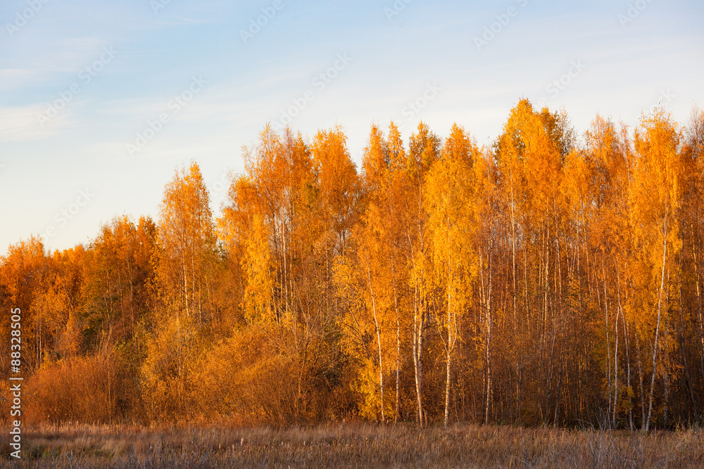 Naklejka premium Nature landscape in autumn colors