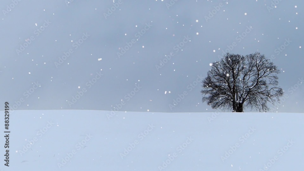 Single tree in winter, snow Single tree in winter, snow