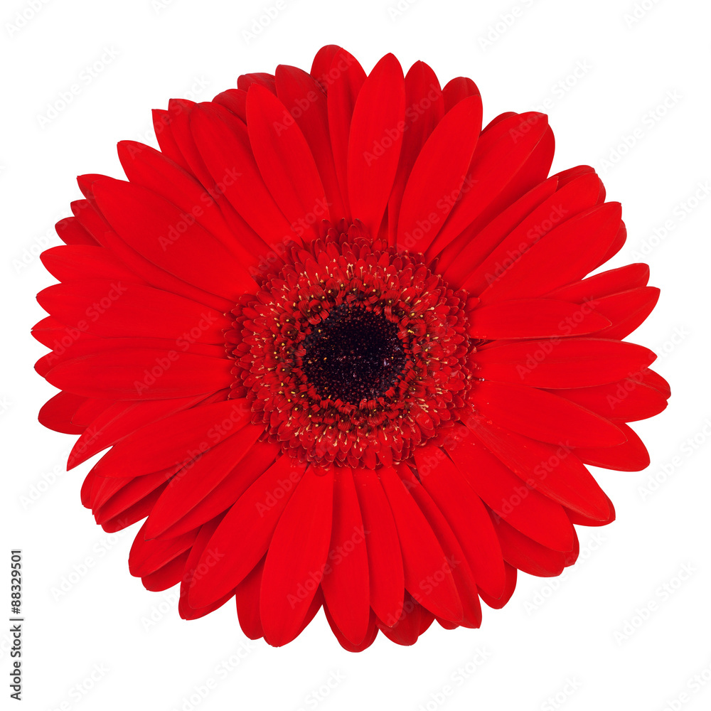 Red Gerbera