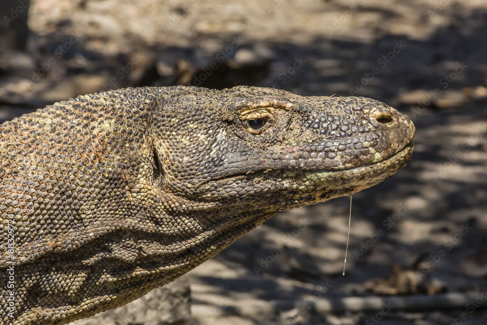 Adult Komodo dragon (Varanus komodoensis), in Komodo National Park, Komodo Island, Indonesia Adult Komodo dragon (Varanus komodoensis), in Komodo National Park, Komodo Island, Indonesia