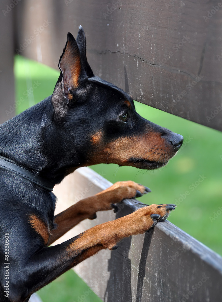 Miniature Pinscher dog looking from behind a fence Miniature Pinscher dog looking from behind a fence