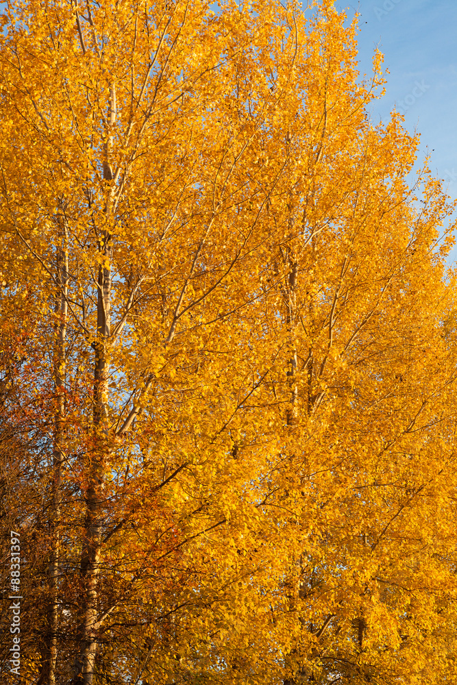 Trees in autumn colors background