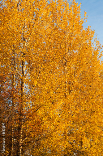Trees in autumn colors background