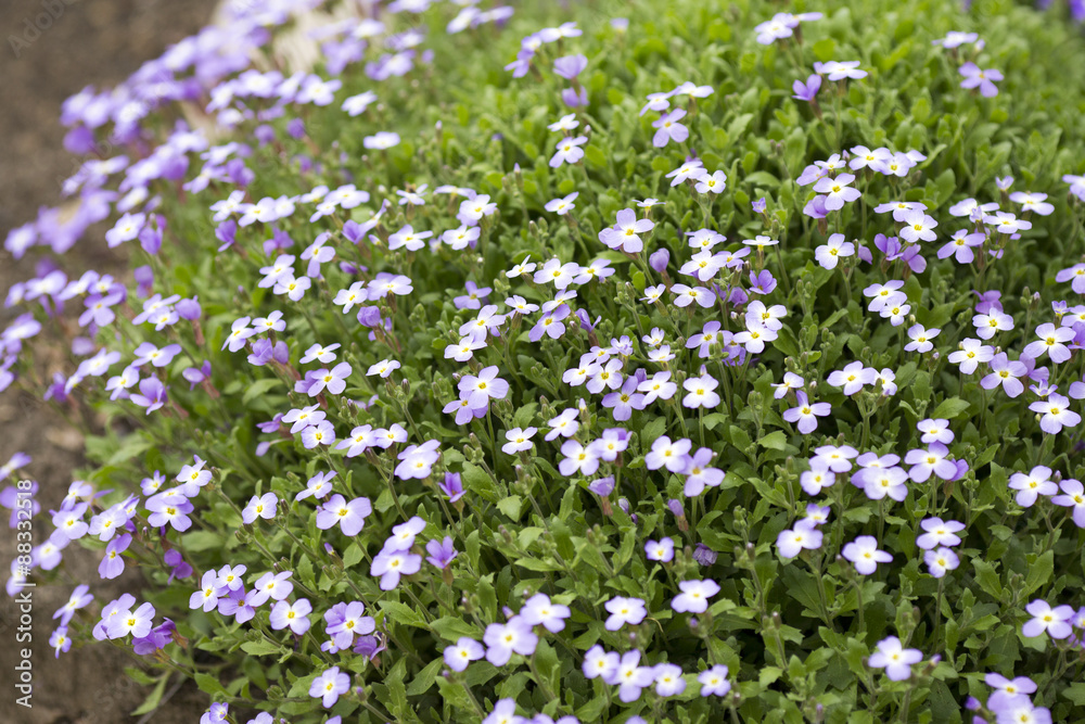 Flowers. Flowers.
