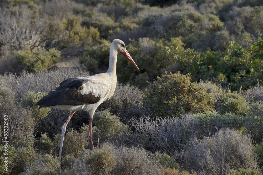White stork (Ciconia ciconia) foraging for insects in maquis vegetation, Crete, Greece White stork (Ciconia ciconia) foraging for insects in maquis vegetation, Crete, Greece