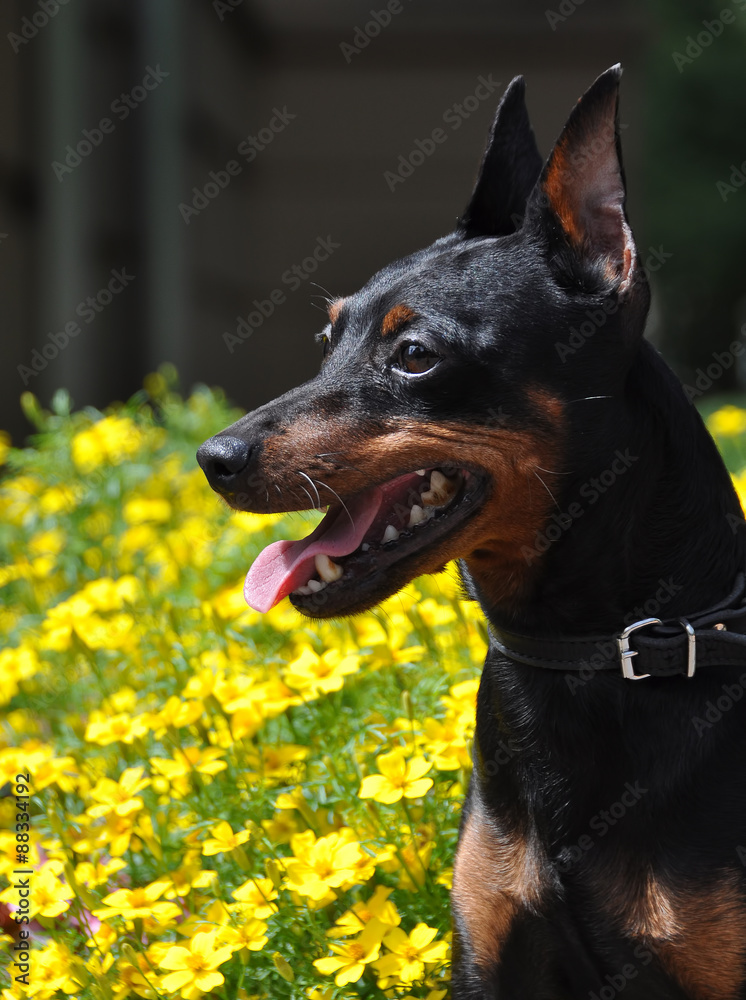Miniature Pinscher dog and flowers Miniature Pinscher dog and flowers