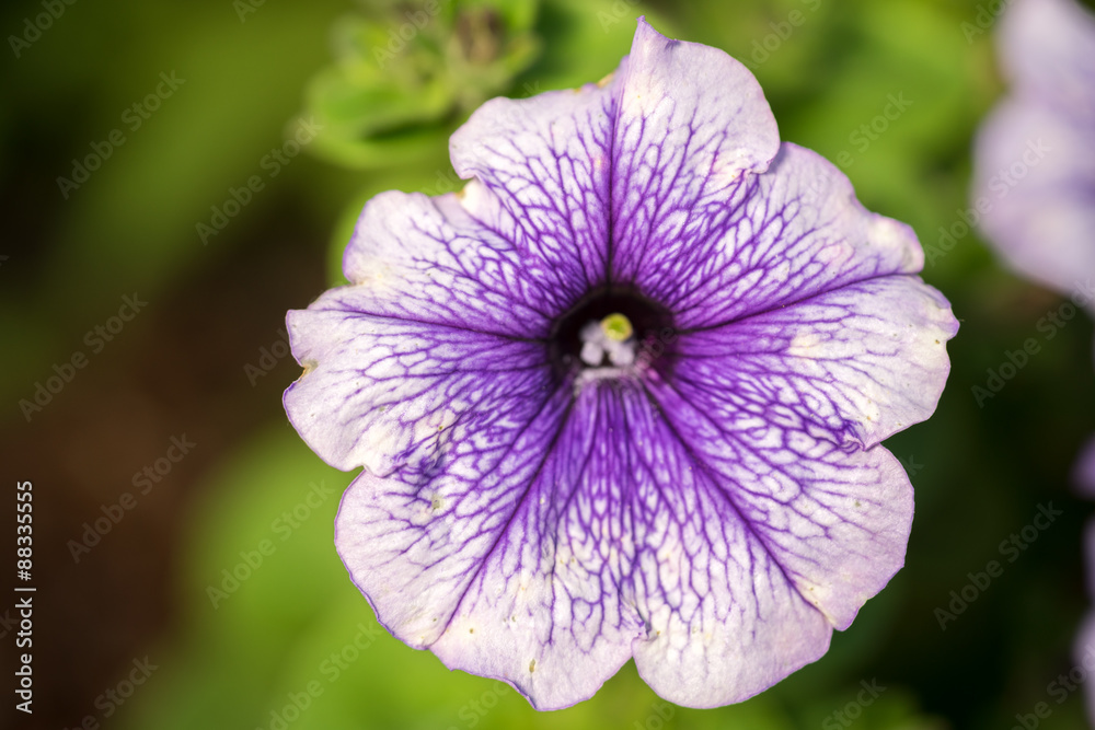Fototapeta premium Purple petunia