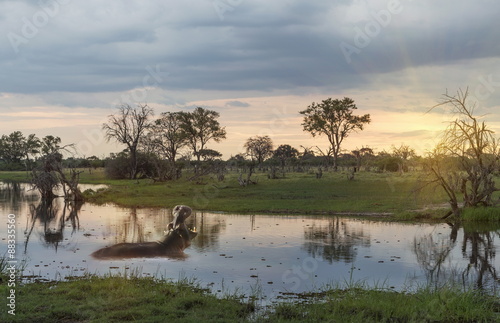 Okavango Delta, Botswana photo