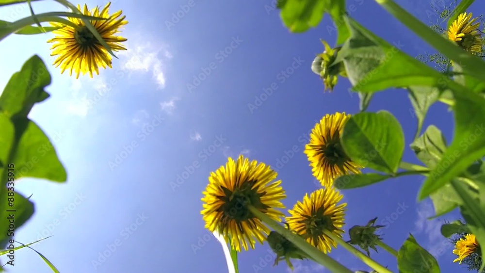 dandelion (Taraxacum officinale) flowers in spring wind dandelion (Taraxacum officinale) flowers in spring wind