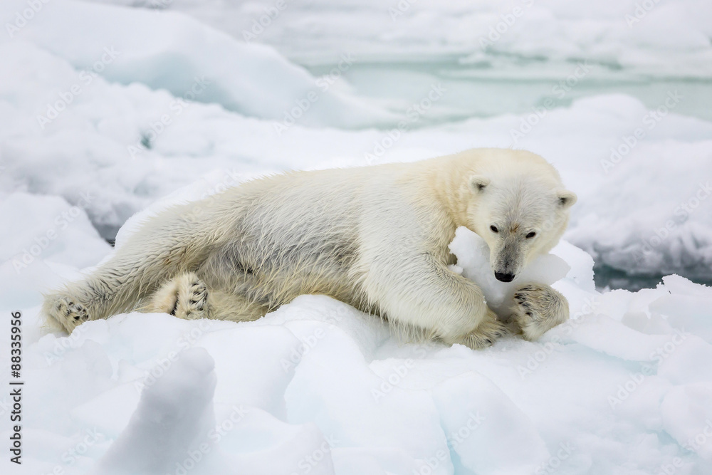 Adult polar bear (Ursus maritimus) stretching on first year sea ice in Olga Strait, near Edgeoya, Svalbard, Arctic Adult polar bear (Ursus maritimus) stretching on first year sea ice in Olga Strait, near Edgeoya, Svalbard, Arctic