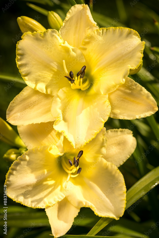 two yellow hemerocallis in the garden two yellow hemerocallis in the garden