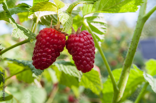 garden raspberries on a branch