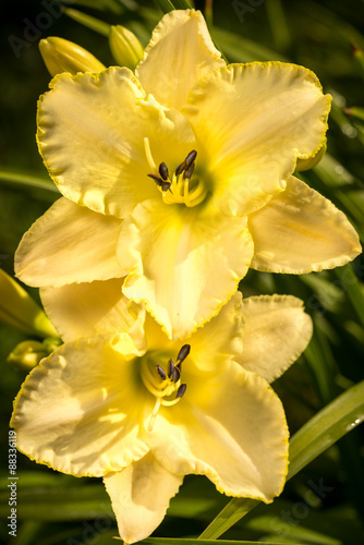 two yellow hemerocallis in the garden