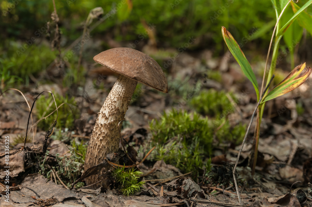 Fototapeta premium Mushroom in the forest close up
