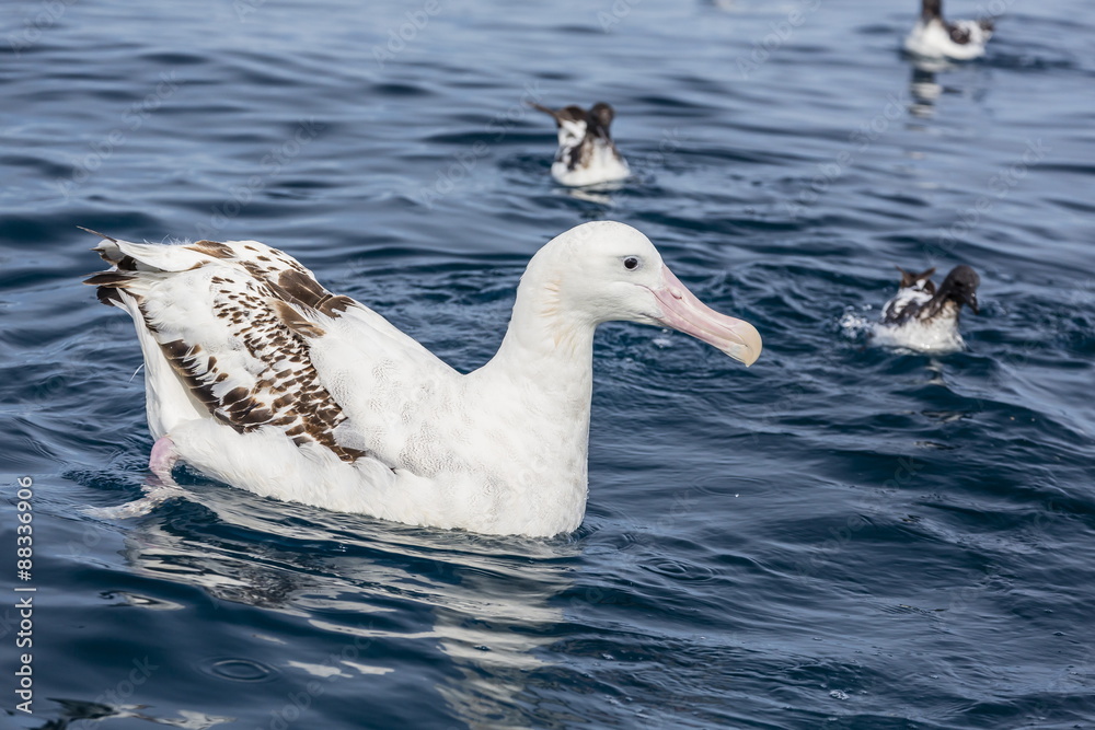Wandering albatross (Diomedea exulans) in calm seas off Kaikoura, South Island, New Zealand Wandering albatross (Diomedea exulans) in calm seas off Kaikoura, South Island, New Zealand