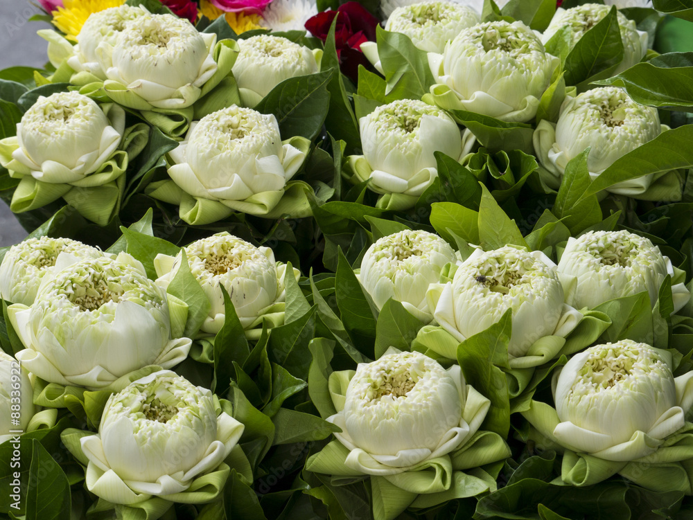 Obraz premium Lotus bundle for worship