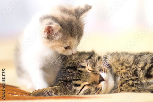 kitten licks leeping cat
