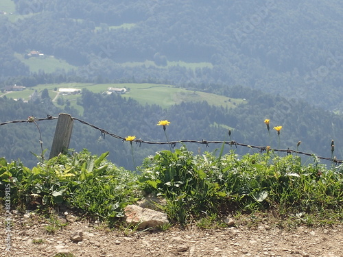 Blumen am Stacheldraht photo