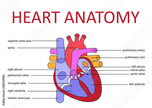 human heart anatomy schematic diagram. vector illustration