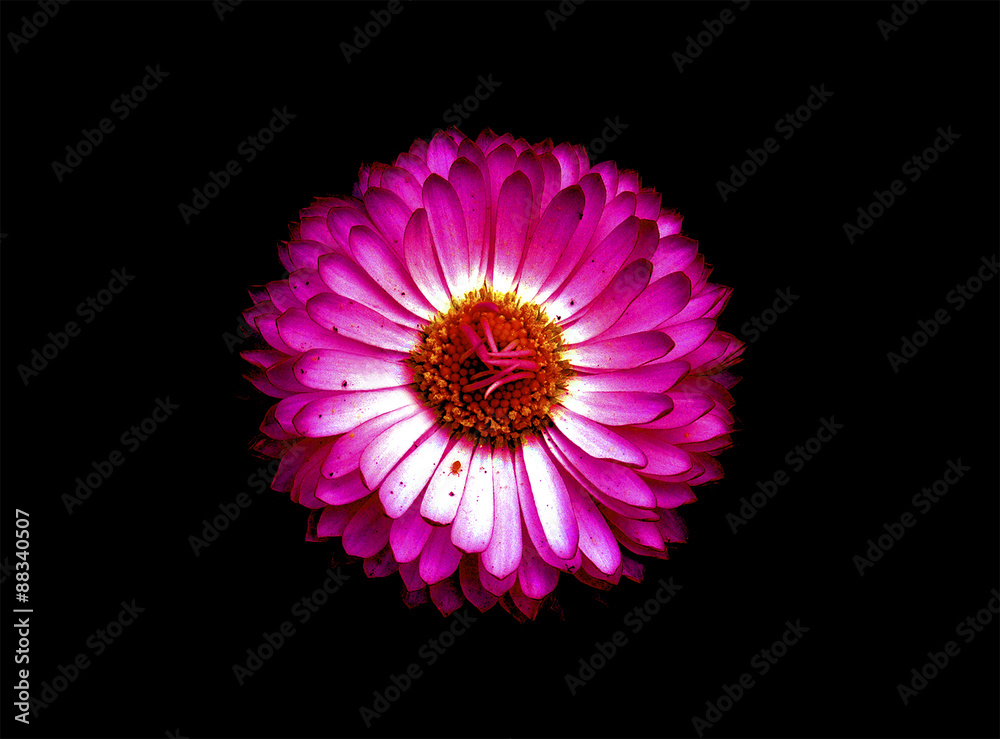 Fototapeta premium bellis perennis black background