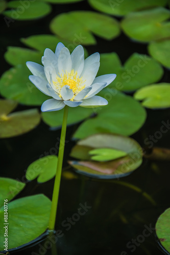 lotus flower 