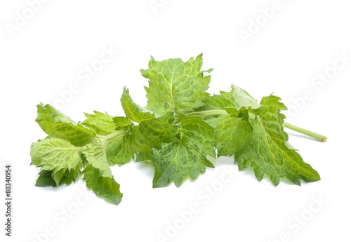 Mint leaf isolated on white background