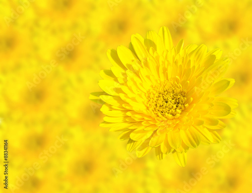 Abstract Spring Yellow chrysanthemum flowers close up isolated on blur flower background.