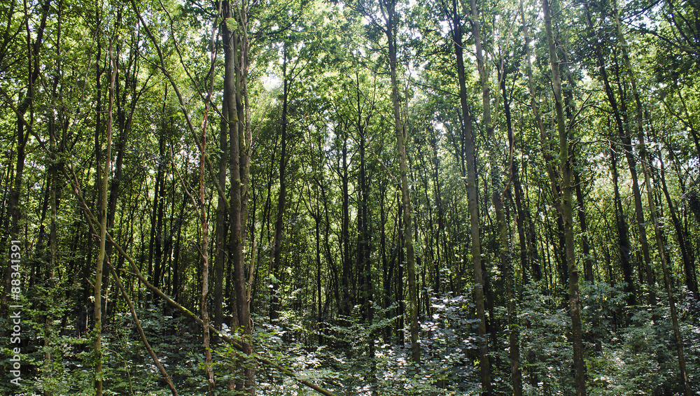 Wald mit etwas Sonnenlicht durchflutet Wald mit etwas Sonnenlicht durchflutet