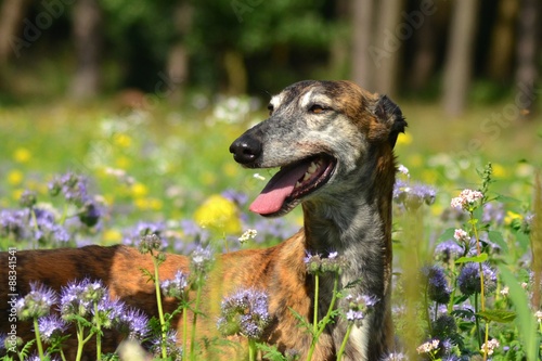 Plakat Galgo Espanol