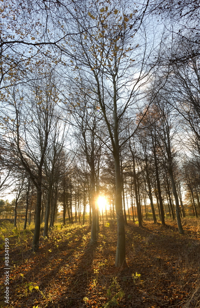 Late afternoon winter sunlight shining through trees in woodland at Longhoughton, near Alnwick, Northumberland