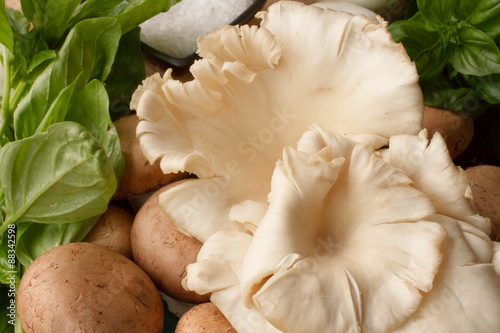 meadow mushroom and oyster mushrooms on wooden background