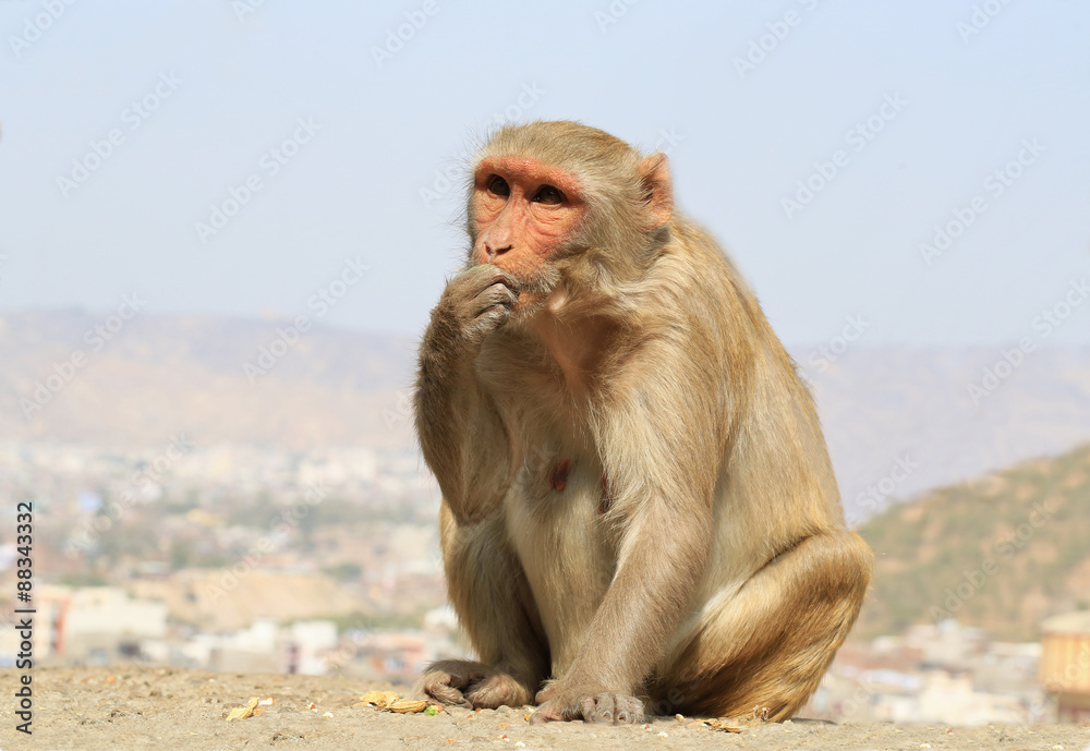 Rajasthan, Jaipur, indian monkeys taken in Galata Rajasthan, Jaipur, indian monkeys taken in Galata