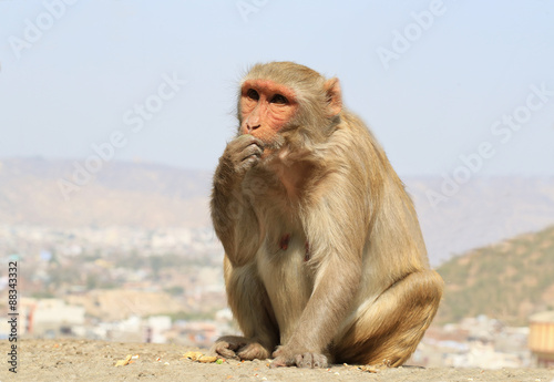 Rajasthan  Jaipur  indian monkeys taken in Galata