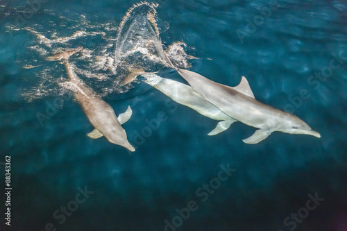 Indo-Pacific bottlenose dolphin (Tursiops aduncus) socializing and feeding at night in Yampi Bay, Kimberley, Western Australia photo