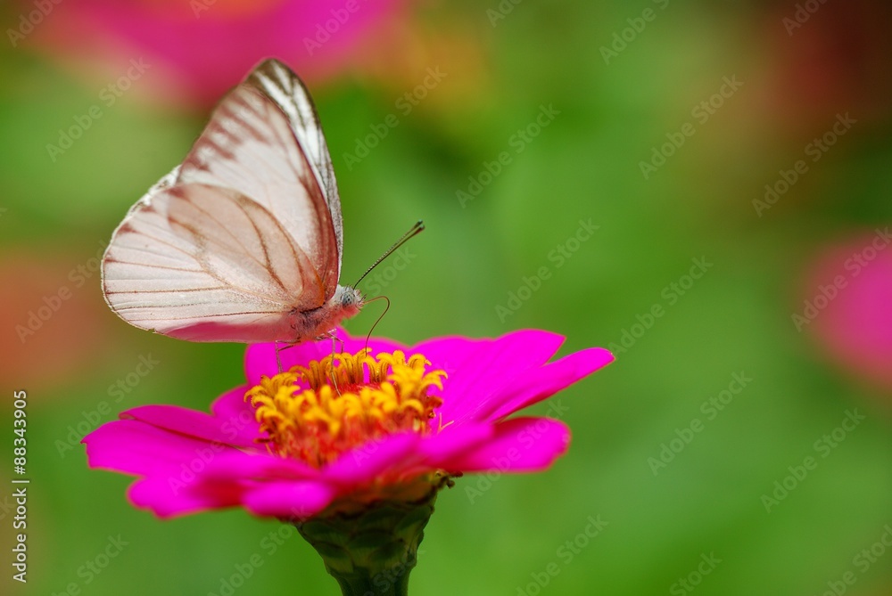 butterfly