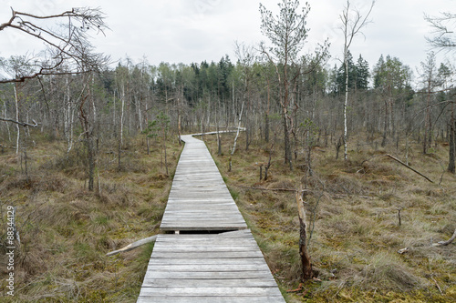 The wooden trail