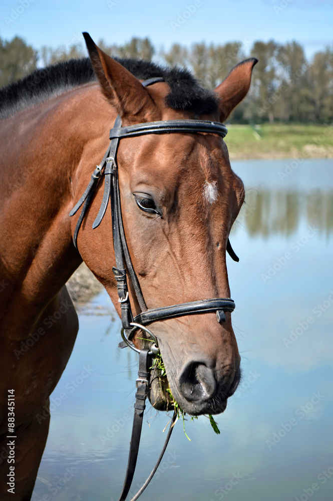 Fototapeta premium Portrait of a brown horse