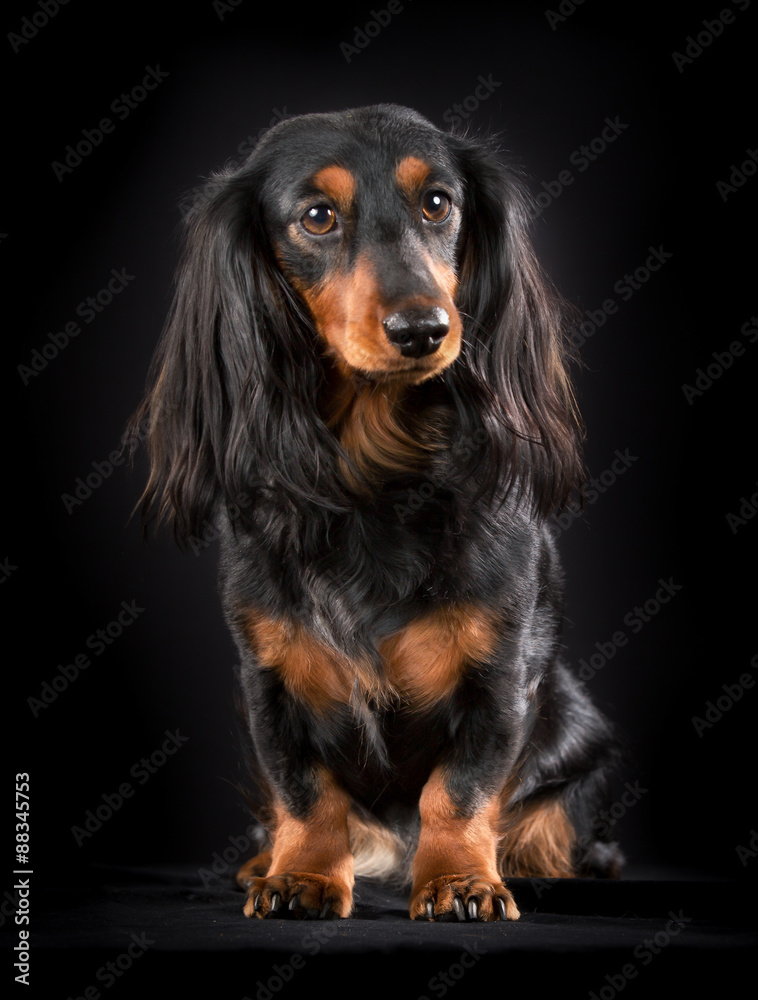 Purebred longhaired dachshund indoors in studio and isolated on black background. Purebred longhaired dachshund indoors in studio and isolated on black background.