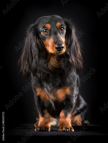 Purebred longhaired dachshund indoors in studio and isolated on black background.