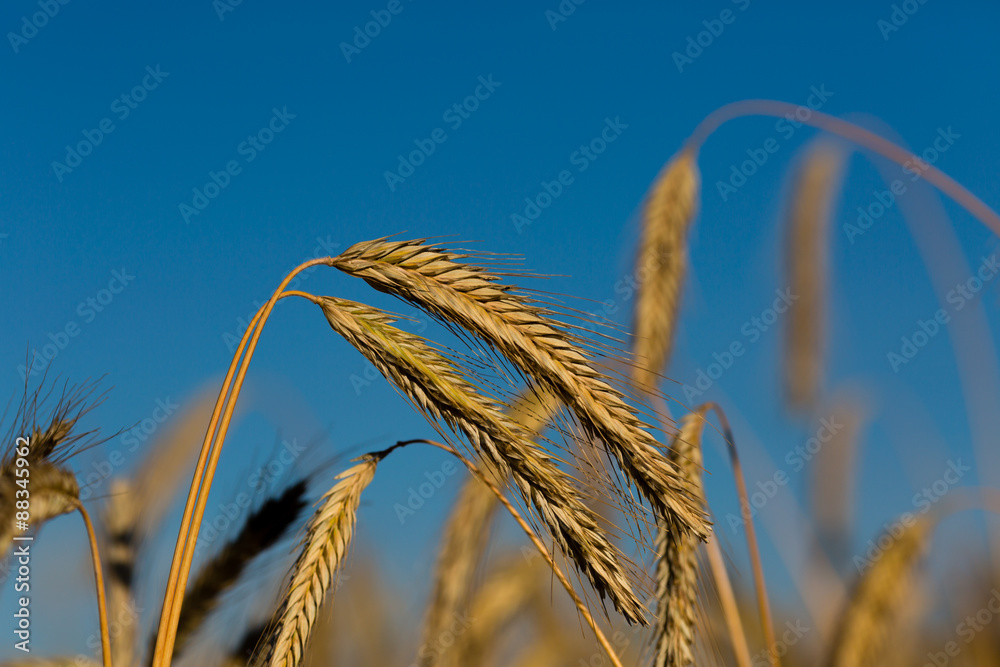 Close-up of ripe wheat
