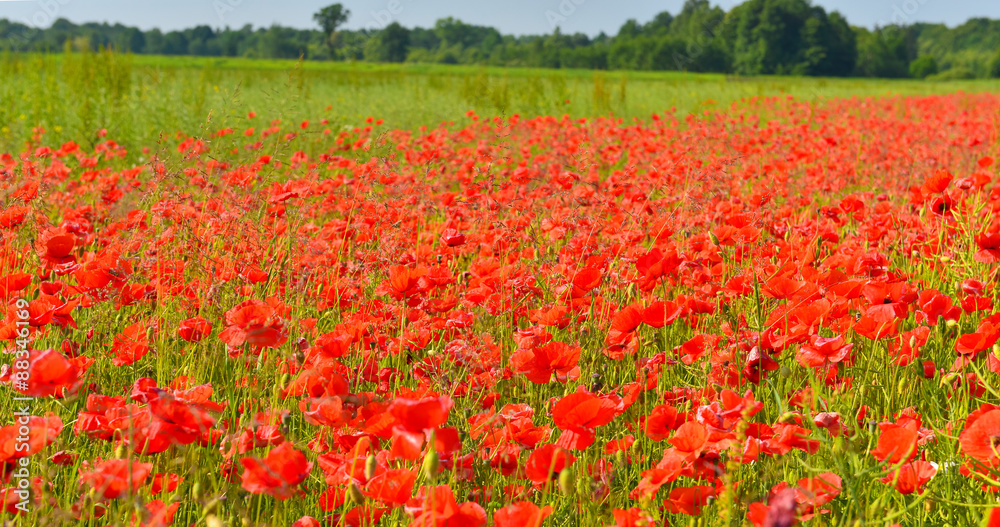 Poppies