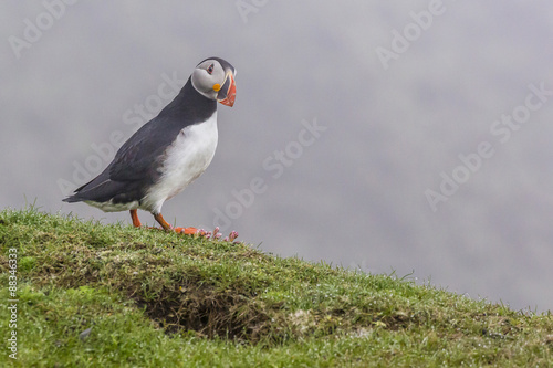 Adult Atlantic puffin (Fratercula arctica) at Sumburgh Head, Mainland Island, Shetland Isles, Scotland photo