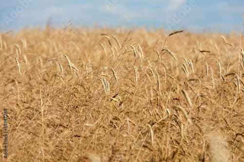 golden wheat in a farm field