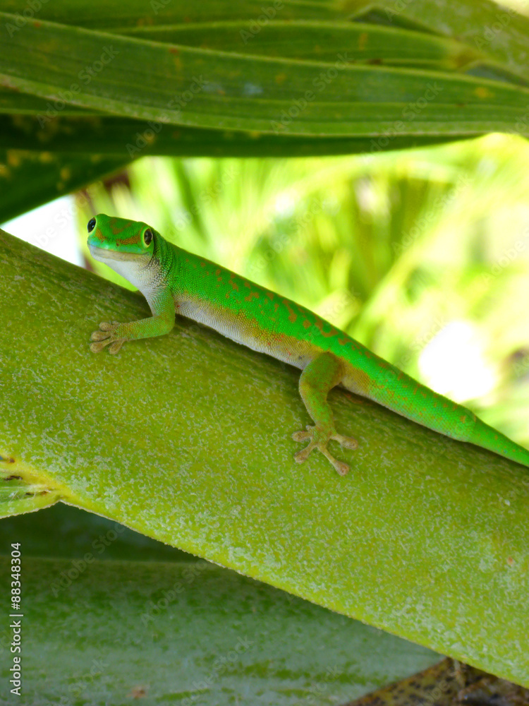 Fototapeta premium Un gecko des Seychelles