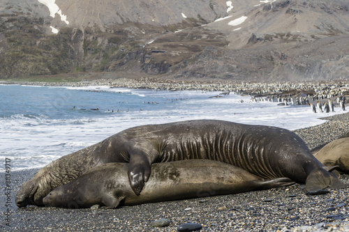 Southern elephant seals (Mirounga leonina) mating, St. Andrews Bay, South Georgia photo