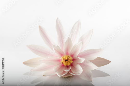 pink water lily isolated