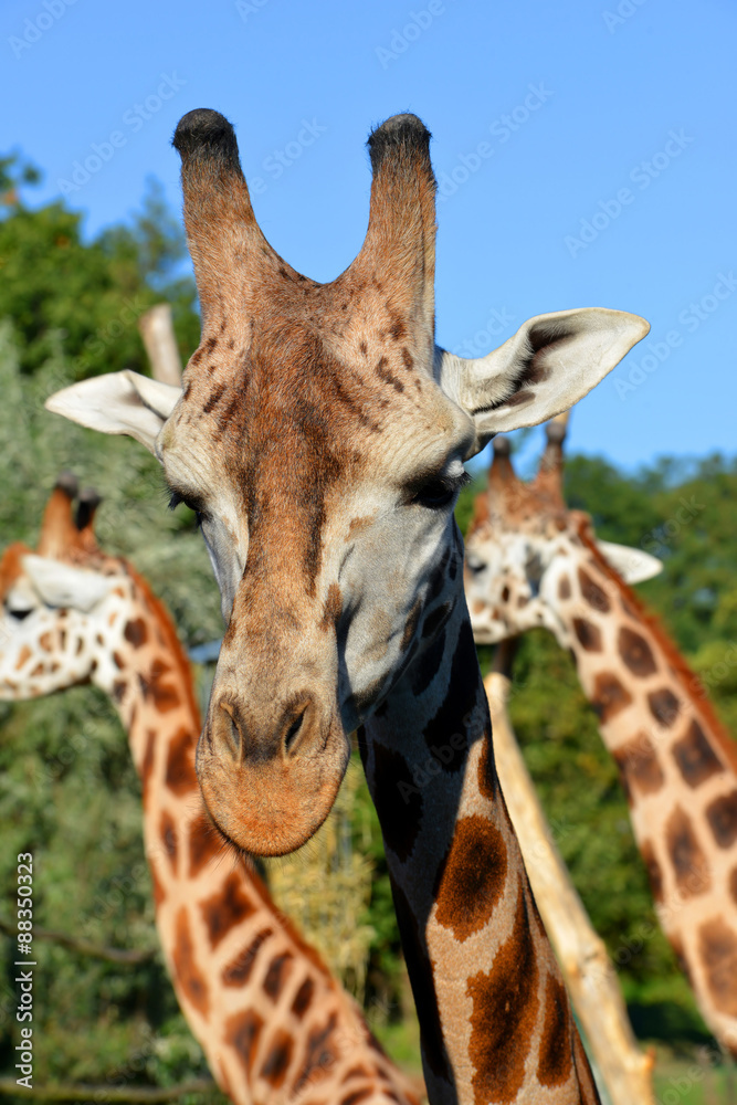 Fototapeta premium Portrait of a giraffe 